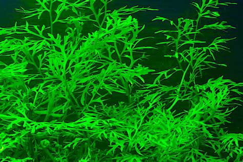 Water sprites - Water Sprite can be grown alongside Water Wisteria or Monte Carlo to create a visually appealing and beautiful jungle effect in the aquarium. Water Sprite is a versatile plant that can quickly adapt to a variety of tank conditions and setups. They are highly hardy and have a rapid growth rate. This suggests that the plant is simple to care for ...